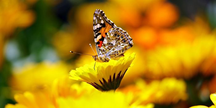 MIT Scientists Record Butterfly Wing Development