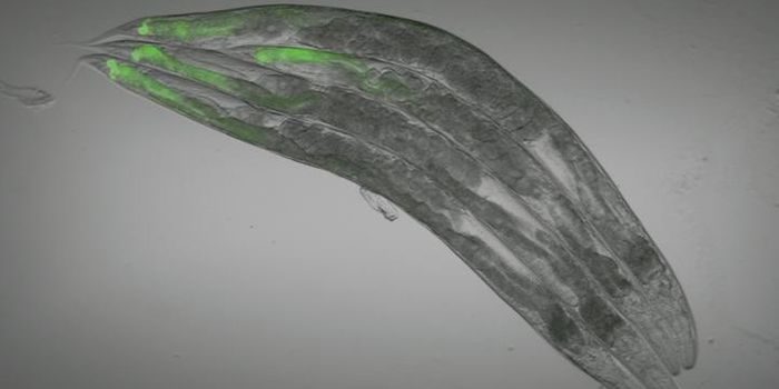 What Your "Gut Feeling" Is Really Telling You