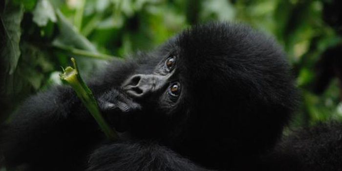 Mountain Gorilla Genome Study Provides Optimism About Population Numbers