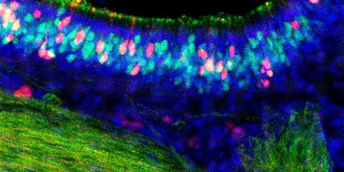 Smell Cells Are Especially Good at Fighting the Flu