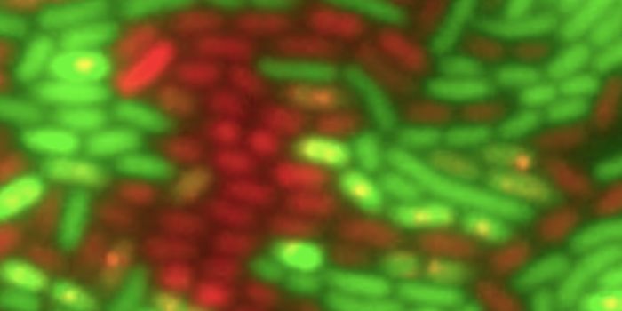 Watching the Transfer of Drug Resistance in Bacteria