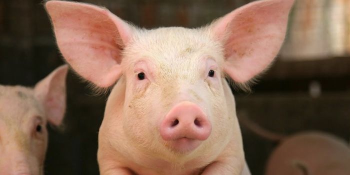 Pig Brains Kept Alive in a Lab?