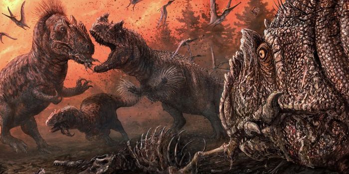 Allosaurus Fossil Bite Marks Indicate Cannibalism