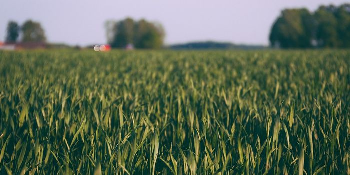 The debate on using oilfield produced water for crop irrigation continues