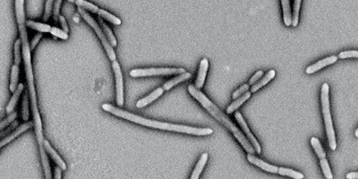 Gut Microbes fed by High Fiber Diet can Relieve Type 2 Diabetes