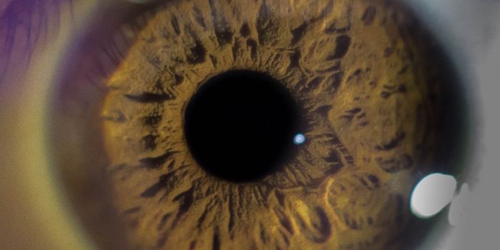 An Ancient Bacterial Gene May Have Enabled Human Vision