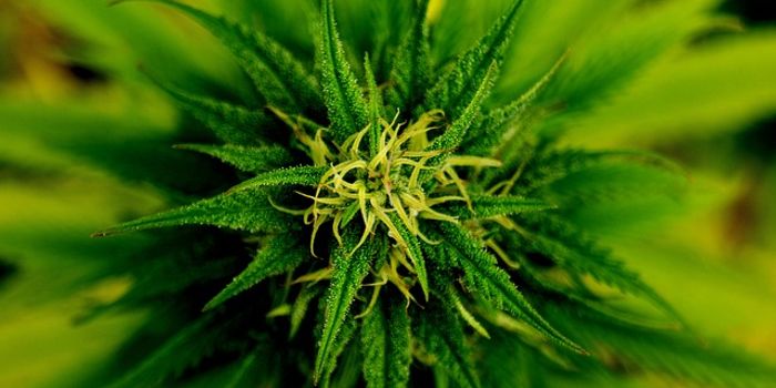 What's in a Strain? Guide to the Different Species of Cannabis