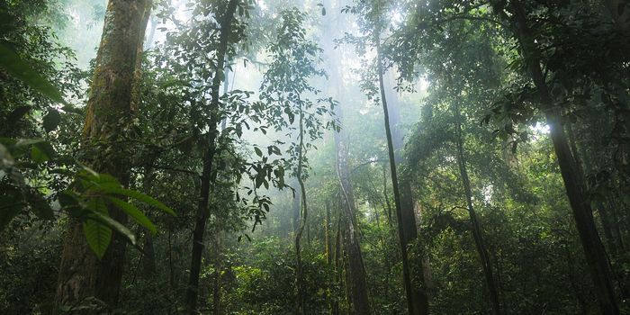 These Trees May Play a Vital Role in Forest Regeneration