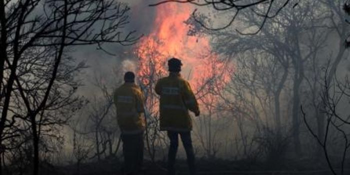 Pollution Shrinks Brains, Causes Silent Strokes