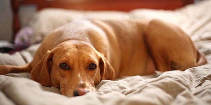 Sleeping With a Pet Could Help You Sleep Better At Night