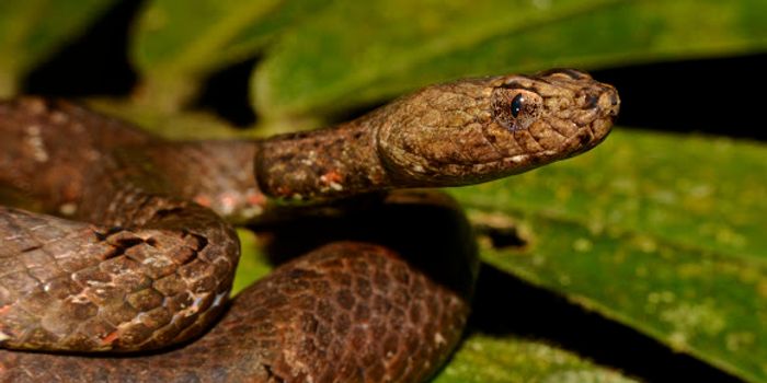 This Snake's Eyes Can Mimic the Pupils of a Viper to Look Scarier
