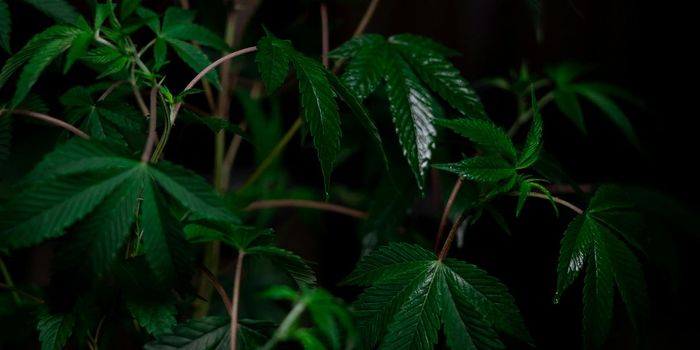 High Concentration THC Linked to Psychosis, Schizophrenia