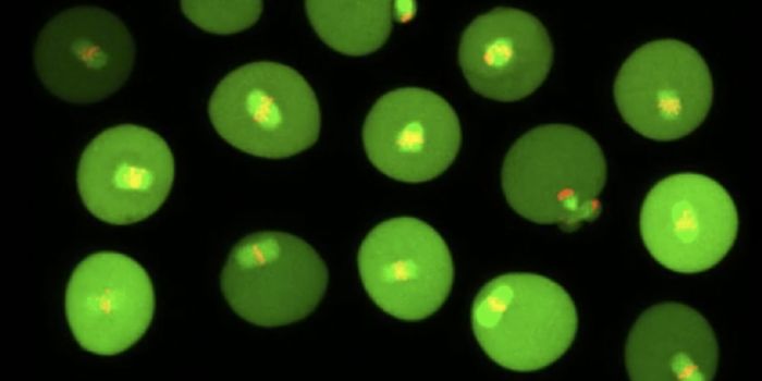 Why Fertility Declines in Women as They Age