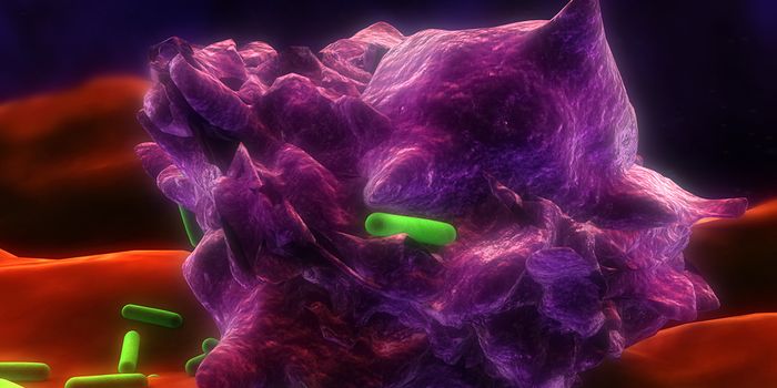 New Drug Targets for Atherosclerosis Limit Macrophage Activation