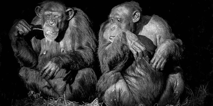 Apes and humans communicate similarly when completing tasks
