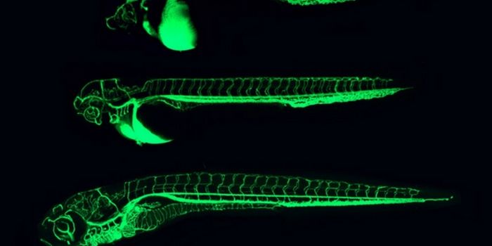 A Tiny Fish Making a Big Difference