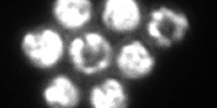 Athletic Swamp Bacteria Spontaneously Mobilize Into Crystals