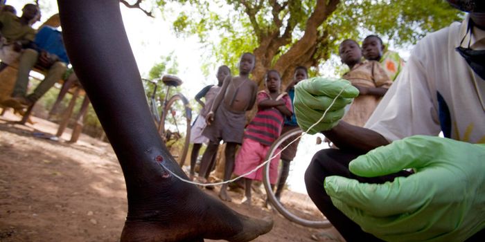 Guinea worm eradication, worth it?