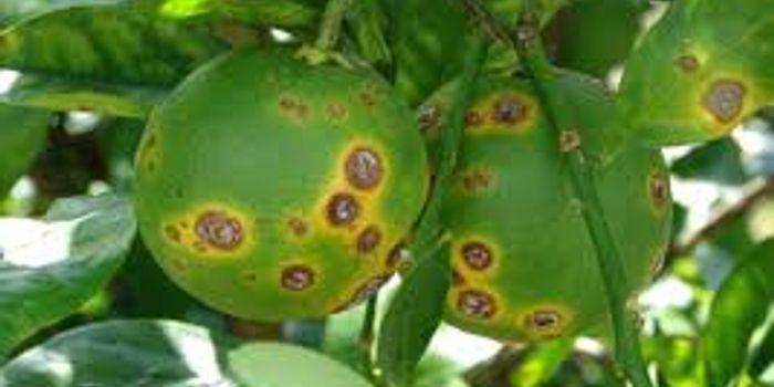 Hope you like your OJ green...