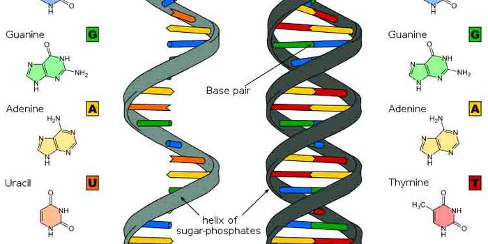 New RNA Nucleotide Modification Discovered
