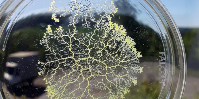 How a Slime Mold with no Brain Can Remember Things
