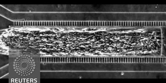 Heart chip beats towards better drug screening