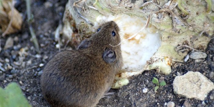 Communal Rearing Better Prepares Mice for the Real World, Study Finds