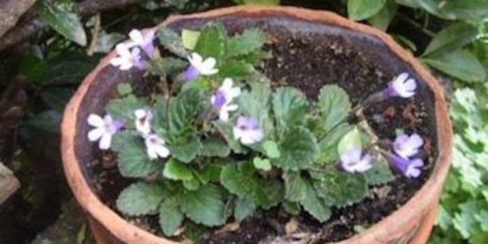 How Resurrection Plants Survive Without Water