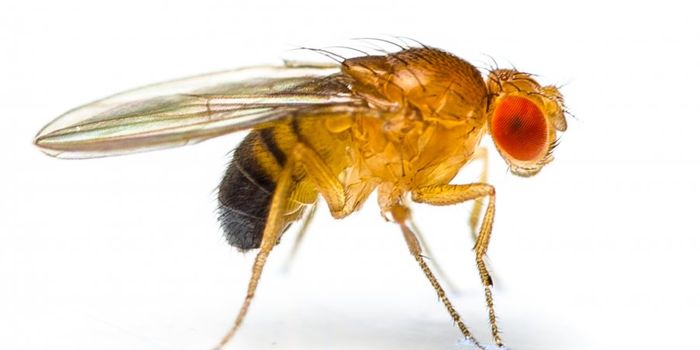 You are what your microbes tell you to eat