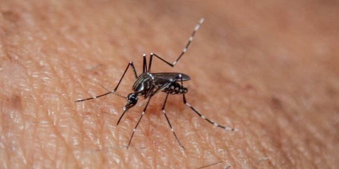 Release of Genetically-Modified Mosquitoes Doesn't Go As Planned