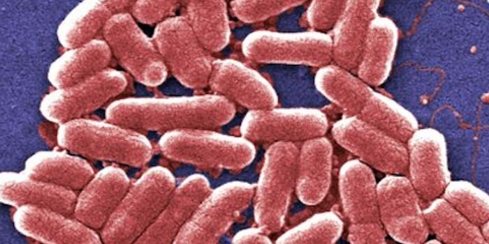 Bacterial Toxin Linked to Inflammatory Bowel Disease
