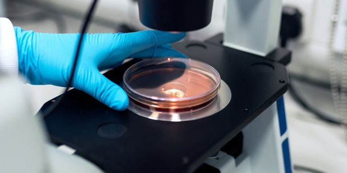 New factor plays a key role in immune response