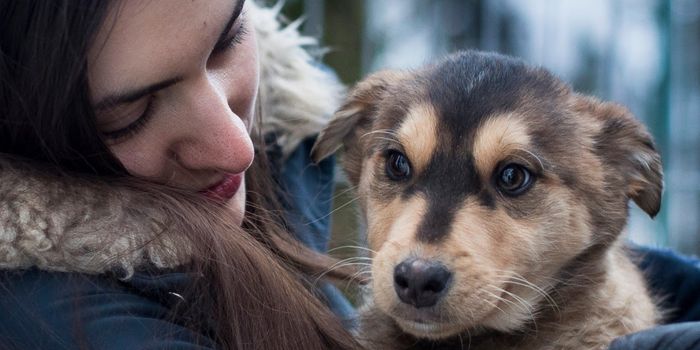 Drug-Resistant Microbes Found in Many Raw Pet Foods