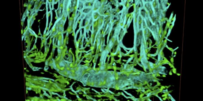 Nerve Cells in the GI Tract are Capable of Regeneration