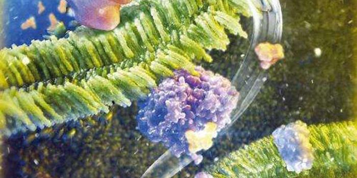 Brain tumor cells decimated by mitochondrial 'smart bomb'