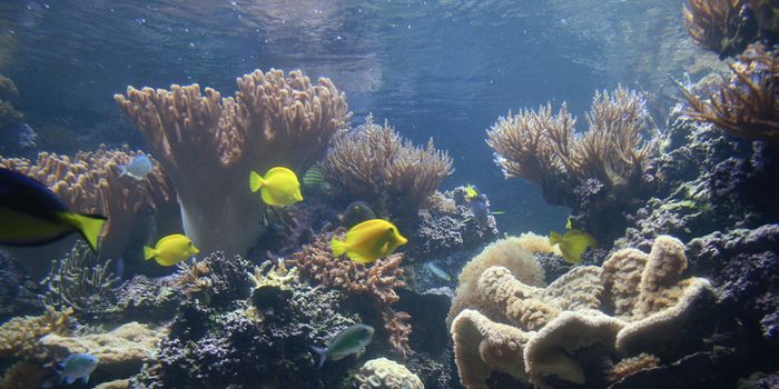 Deep-Sea Microbes Are 'Invisible' to the Human Immune System