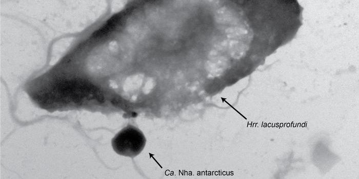 Some Ancient Microbes are Hostile Predators