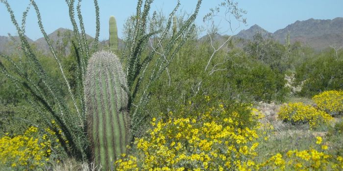 Competitiveness in Desert Environment Plant Strategies 