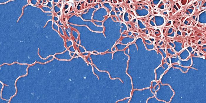 How Ticks Are Protected From the Diseases They Carry