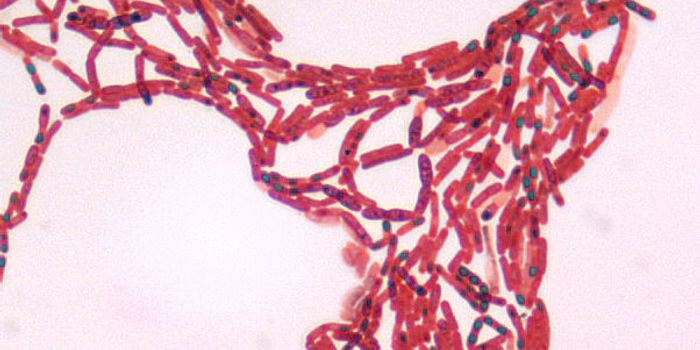 Reshaping Theories on the Evolution of Bacteria