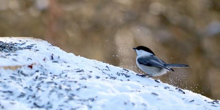 Flock Support Proves Essential to Young Willow Tit Survival