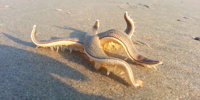 A walk around the block as a starfish