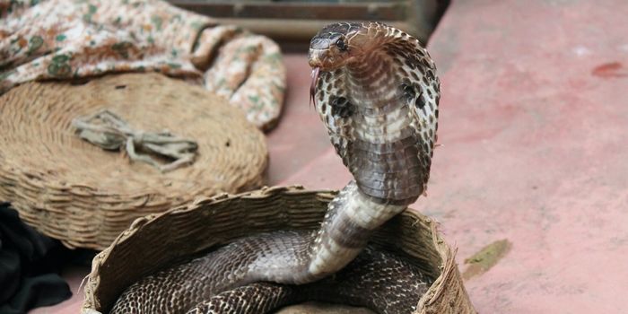 Some Snakes Only Use Venomous Bites as a Last Resort