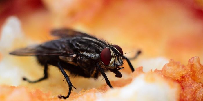 Insects With Compound Eyes Can See Better Than Initially Thought