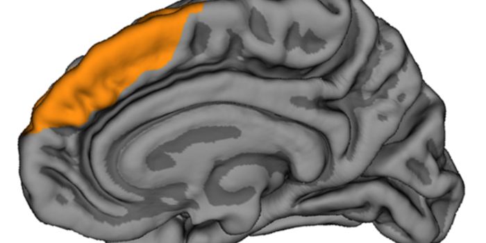 Schizophrenia, Hallucinations, and the Suspected Brain Wrinkle
