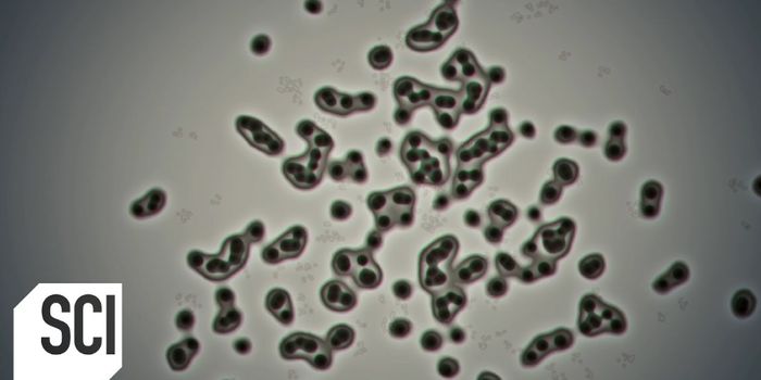 Don't Mess With Microbes