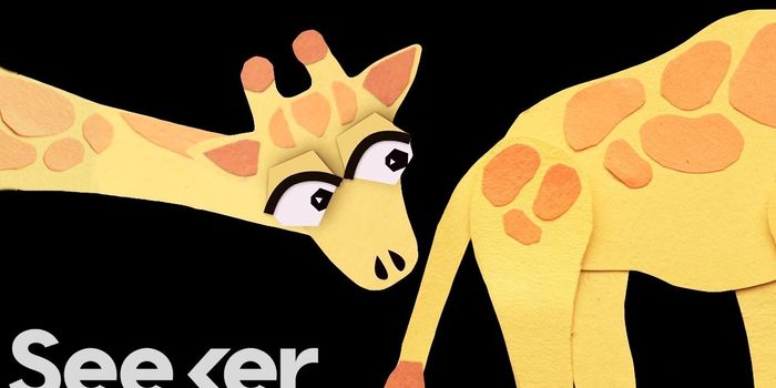 The Strange Ways of Giraffe Mating