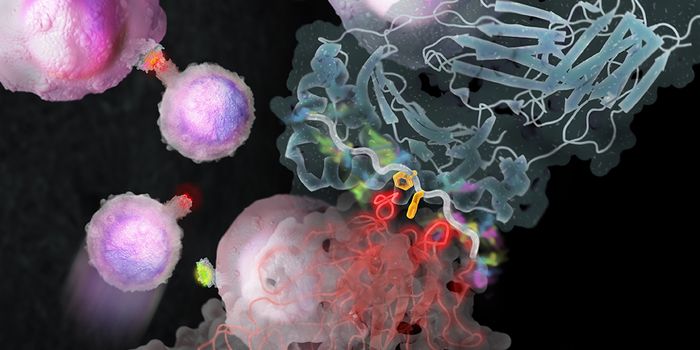 Finding the "Cancer Beacon" That Immune Cells Recognize
