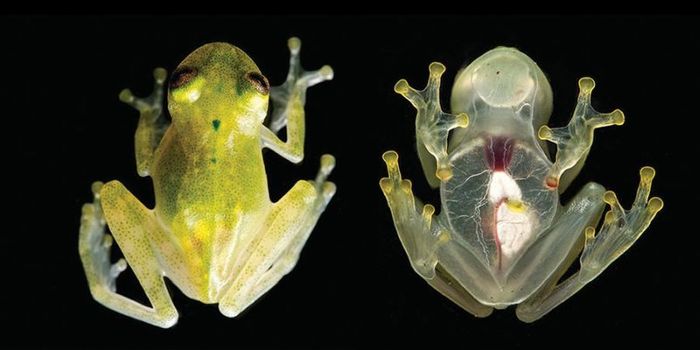 New Frog Species is So Transparent You Can See All of its Internal Organs