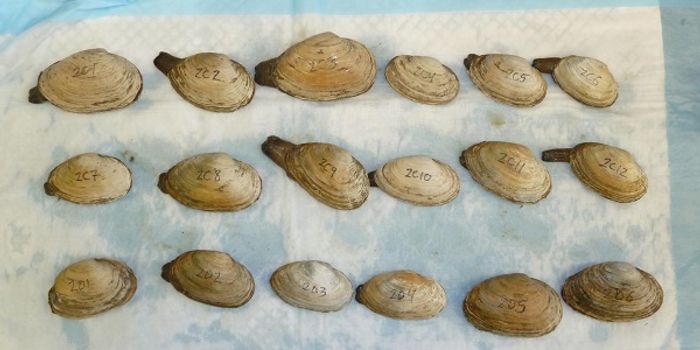 In the Sea, Deadly Form of Leukemia is Catching